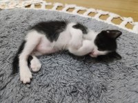3 yavru kediye yuva arıyoruz