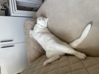 UYSAL TEMİZ ERKEK KISIR ANKARA KEDİSİ