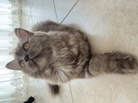 British longhair