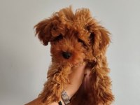 3 Aylık Erkek Toy Poodle