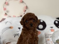 Korekan Dişi Teacup Poodle