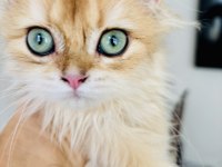 Golden British Longhair Erkek 4 Aylık İç Dış Parazit Yapıldı