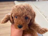 Yavru Toy Poodle