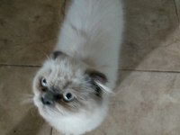 Exotic longhair acil