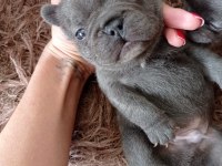 French bulldog blue