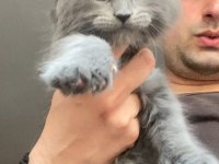 Xxxl Maine Coon Erkek Yavrular (Yurt Dışı Şecereli Dereceli)