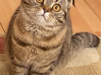 Bir Yaşına Yeni Girmiş Scottish Fold Kızımıza Eş Arıyoruz