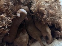 25.04.2025 doğumlu 2 erkek ve 2 dişi toy poodle max 3 kg