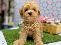 Dizayn Irk Maltipoo Sevimli Bebekler 