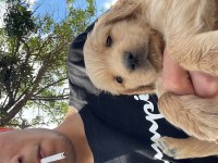 Yavru safkan Golden Retriever yavrular