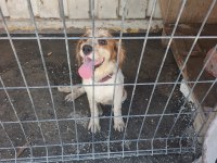 5 Aylık Cavalier King Charles