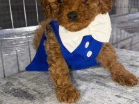 micro kore teacup poodle