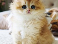 KEDİMİZ İÇİN AÇIKLAMAYI OKUMADAN ARAMAYIN LÜTFEN
