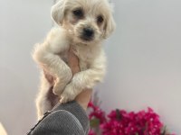 Maltipoo yavrum 55 günlük