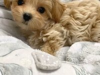 Maltipoo kore kan 0 numara bebekler