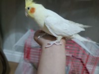 Evcil 2 kelime konuşan 5 aylık lutino sultan papağanı