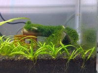 Ultra Clear akvaryum tüm set açıklamayı oku