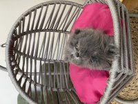 Son kalan scottish fold yavrum uyguna veriyorum