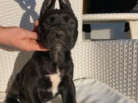 Safkan şampiyon anneden blue ve siyah cane corso yavrular