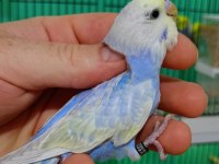 Rainbow muhabbet kuşu yavruları
