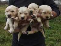 Labrador Yavruları A kalite Tüm İllere Gönderim