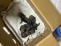 5 günlük pug yavruları