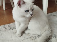 8 Aylık anne baba şecereli british shorthair