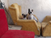 2 yaşında dişi french bulldog