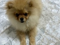 Ayı suratlı 5.5 aylık pomeranian