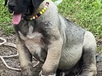 Kangal Köpeğimizi Sahiplendiriyoruz