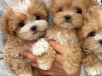 Gerçek Teacup Garantili Kore Maltipoo