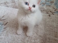 British Shorthair Yavrumuz