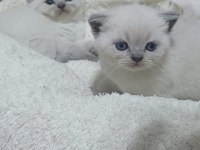 Küçük Minnak Kedilerim