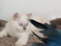British shorthair kızlarımız