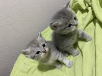 British shorthair 2 aylık