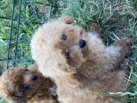 Orjinal Maltipoo bebekler