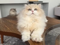 British Longhair Kedilerim