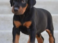ÜST KALİTE DOBERMAN YAVRULARI