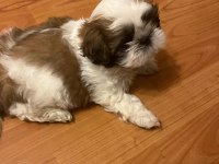 Asil Yavrumuz Shih Tzu