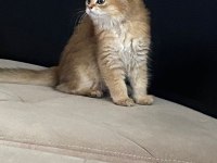 Sahibinden british longhair