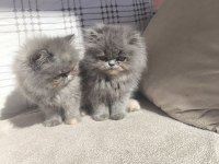 Sevimli pofuduk İran persian kız yavrular