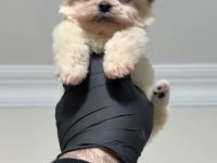 Sevgiliden sevgiliye pomeranian boo