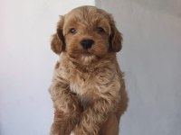 Maltipoo Yavruları