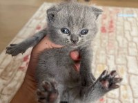 Evinizin british shorthair neşeleri burada