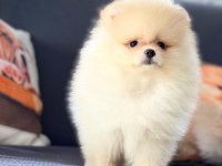 Irk özellikleri ile karakterize gerçek teddybear bebekler