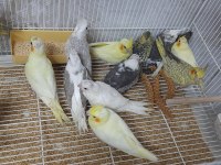 Ful ele alışık sultan papağanları