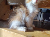 XXL cüsse maine coon mükemmel profil dopdolu belge