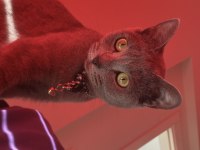 ANTİALERJİK BRİTİSH RUSSİAN 2 YAŞINDA DIŞI KEDİMİZ