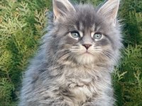 Lüks ve Üst Kalite Maine Coon Yavruları