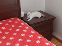 Lynx Point British Shorthair Prenses